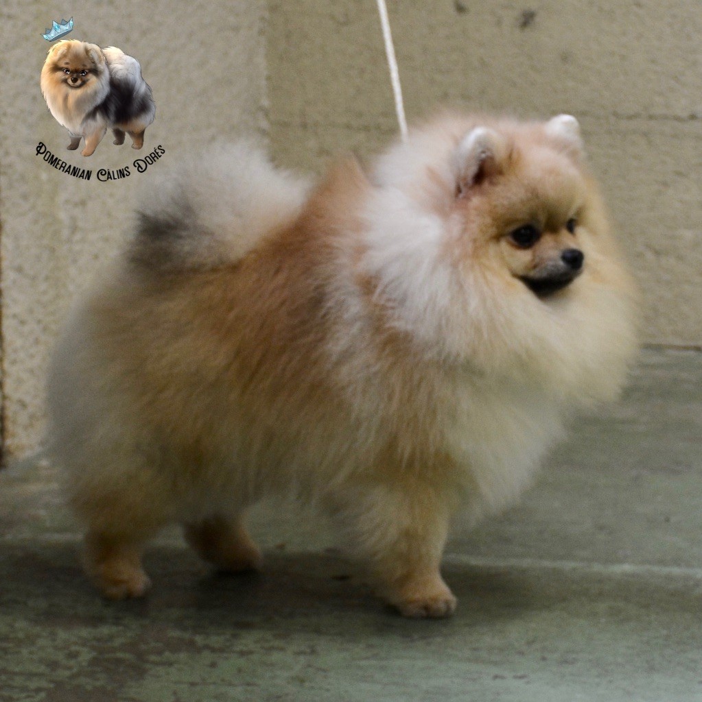 CH. majestas vestra Feyd - 2EME EXCELLENT