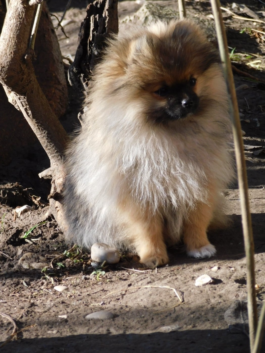 Spitz allemand - Des Spitzsous De Chato