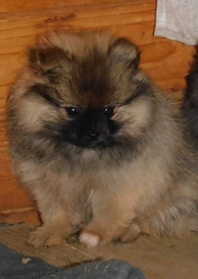 Les chiots de Spitz allemand