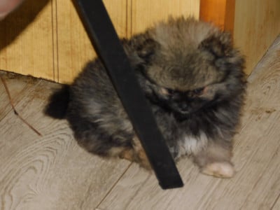 Les chiots de Spitz allemand