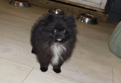 Les chiots de Spitz allemand