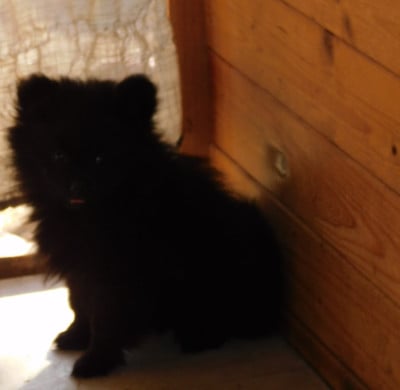 Les chiots de Spitz allemand