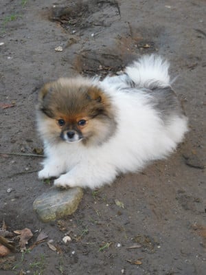 Les chiots de Spitz allemand