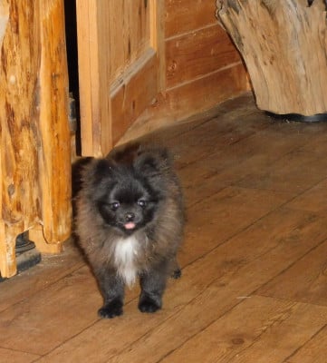 Les chiots de Spitz allemand