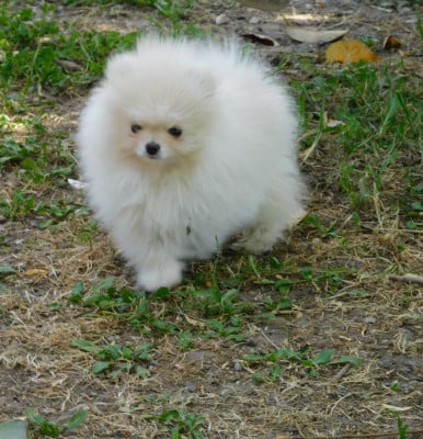 Spitz allemand