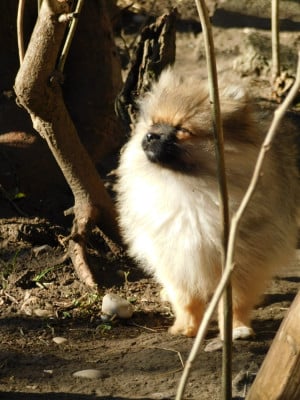 Alerte - Spitz allemand