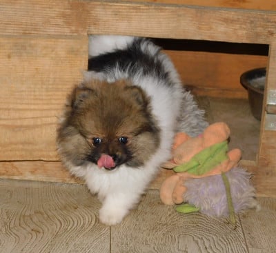 Spitz allemand