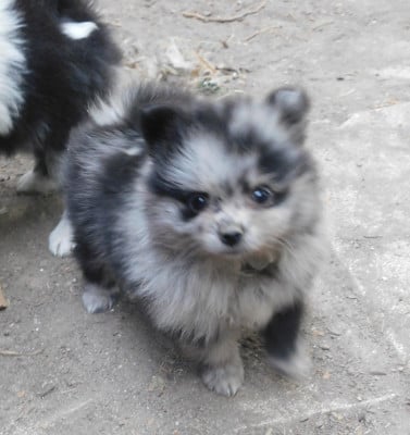 Les chiots de Spitz allemand
