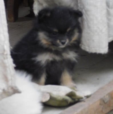 Les chiots de Spitz allemand