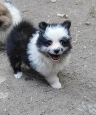Les chiots de Spitz allemand