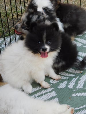 Les chiots de Spitz allemand