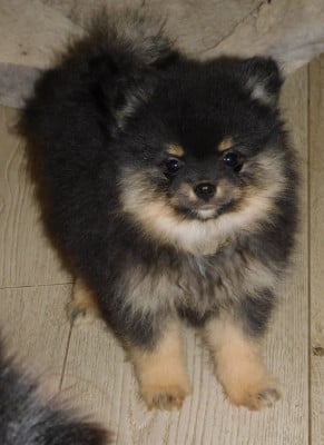 Les chiots de Spitz allemand