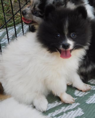 BIRK - Spitz allemand