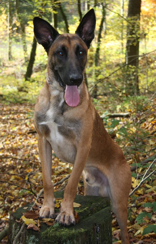 Publication : Des Terriers Intrépides Auteur : Jalin Solène