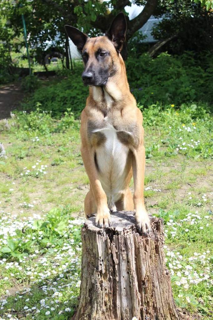 Publication : Des Terriers Intrépides Auteur : Jalin Solène