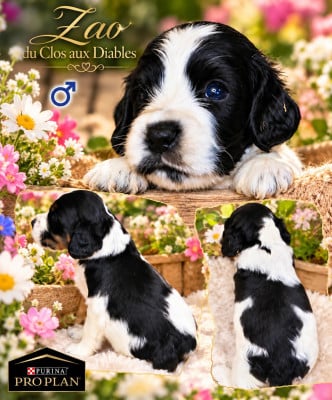 Les chiots de Cocker Spaniel Anglais