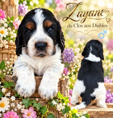 Les chiots de Cocker Spaniel Anglais