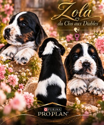 Les chiots de Cocker Spaniel Anglais