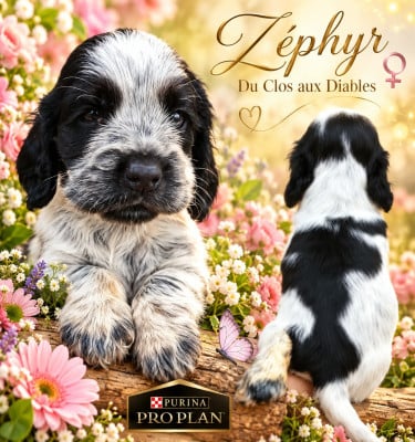 Les chiots de Cocker Spaniel Anglais