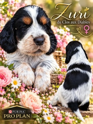 Les chiots de Cocker Spaniel Anglais