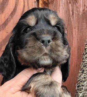 Les chiots de Cocker Spaniel Anglais