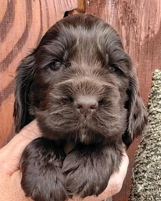 Les chiots de Cocker Spaniel Anglais