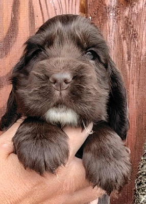Les chiots de Cocker Spaniel Anglais