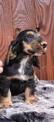 Les chiots de Cocker Spaniel Anglais