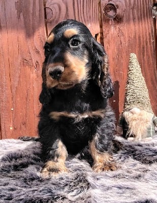 Les chiots de Cocker Spaniel Anglais