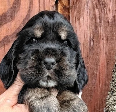 Les chiots de Cocker Spaniel Anglais
