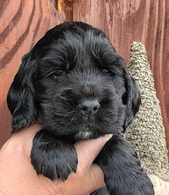 Les chiots de Cocker Spaniel Anglais