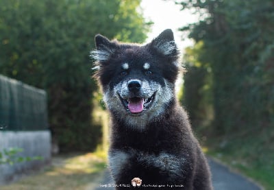 Les chiots de Chien finnois de Laponie