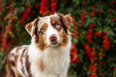 Les chiots de Berger Australien