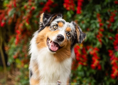 Les chiots de Berger Australien
