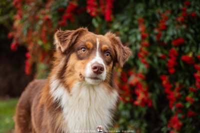 Les chiots de Berger Australien