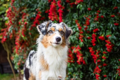 Les chiots de Berger Australien
