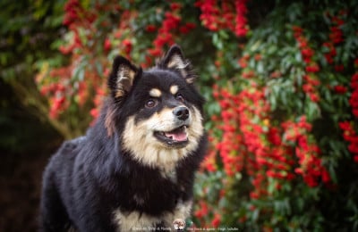 Les chiots de Chien finnois de Laponie