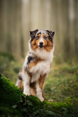 Les chiots de Berger Australien