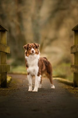 Les chiots de Berger Australien