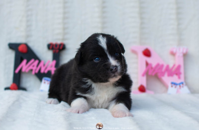 Les chiots de Berger Australien
