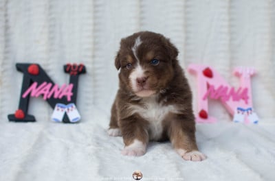 Les chiots de Berger Australien