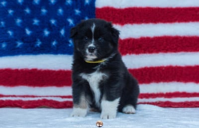 Les chiots de Berger Australien