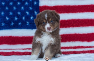 Les chiots de Berger Australien