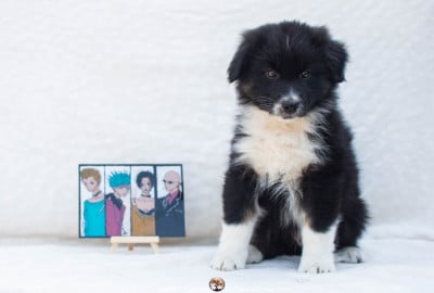 Les chiots de Berger Australien