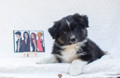 Les chiots de Berger Australien