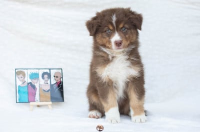 Les chiots de Berger Australien