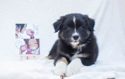 Les chiots de Berger Australien