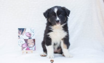 Les chiots de Berger Australien