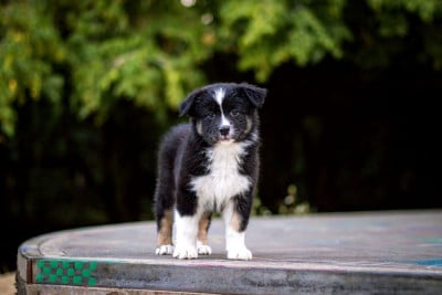 Les chiots de Berger Australien