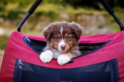 Les chiots de Berger Australien